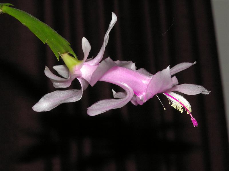 Christmas cactus 010 (Medium).jpg