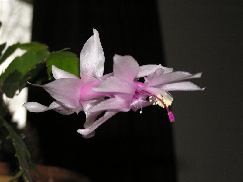 Christmas cactus 002 (Medium).jpg