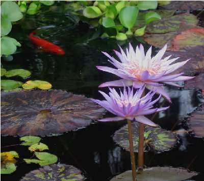 Tropical lily 'Foxfire'...one of my new favorites