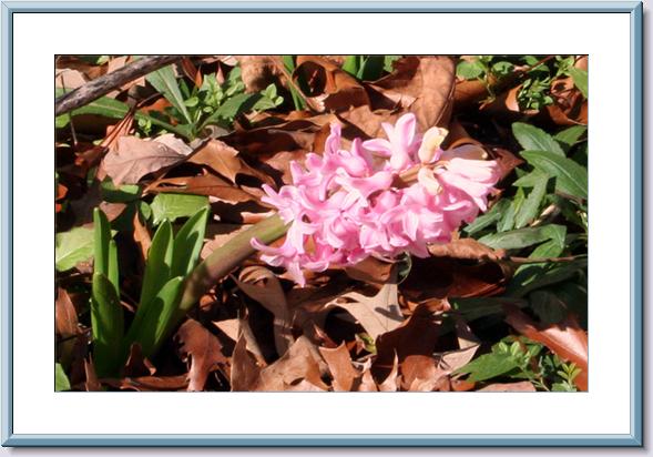 07 Pink Hyacinth - 01-09-07.jpg