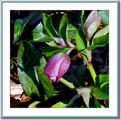 Framed Hellebore.jpg