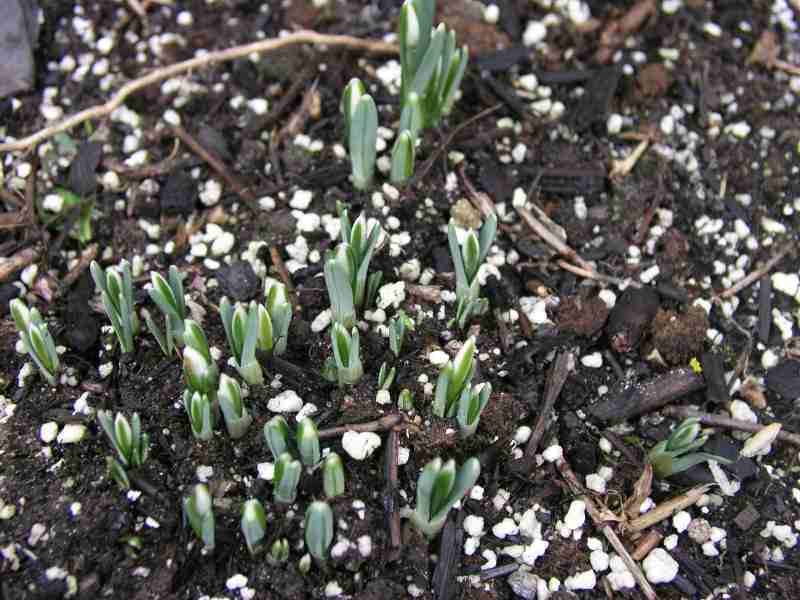 Galanthus nivalis  or Common Snowdrop
