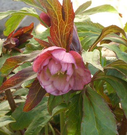 Hellebore_double020107.jpg