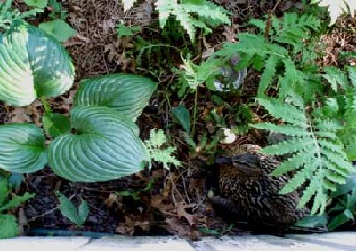 Duck nesting under ventricosa rdcd.JPG