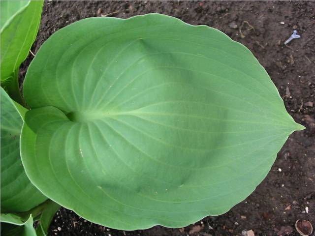 leaf detail