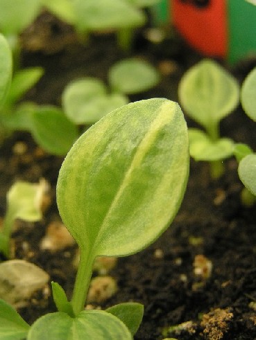 hostavalleyseedlings3.JPG