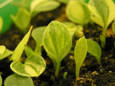 hostavalleyseedlings1.JPG