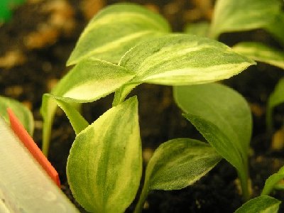 hostavalleyseedlings5.JPG