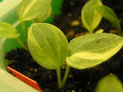 hostavalleyseedlings4.JPG