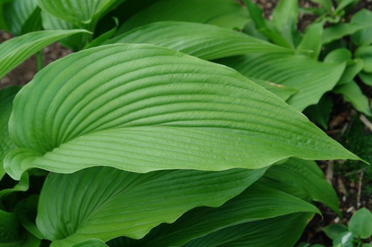 Jade Cascade bladdetail.jpg