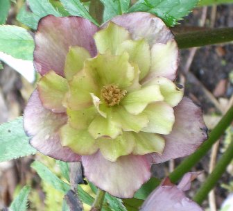 Hellebore yellow center1.jpg