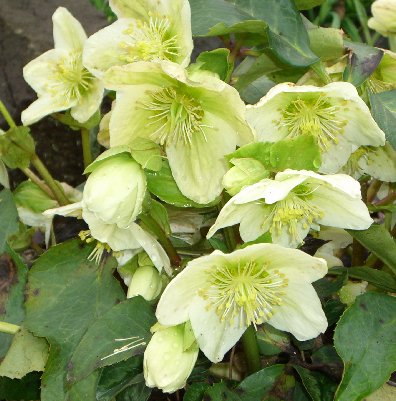 Hellebore LeMaxCreme 030407.jpg