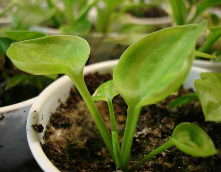 candleglow seedling.jpg