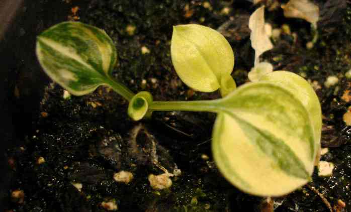 Marbled Cream Seedling.jpg