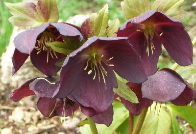 Hellebore dark purple 031507.jpg