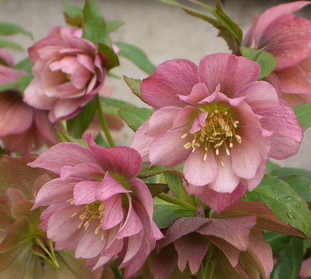 Hellebore double peach 031507.jpg