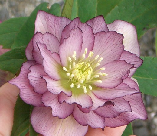 Hellebore double picotee 031507.jpg