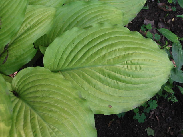 068 Squash Casserole leaves.jpg