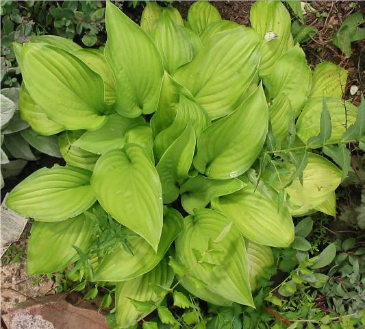 As you can see the margins on this one are very light - but I'm glad it looked this good since it was one of the ones that turned to mush after a frost in early spring in 2005