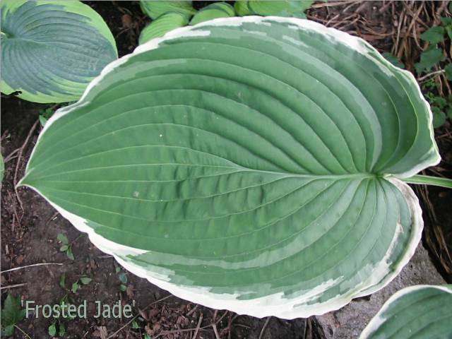 This Frosted Jade leaf was big &amp;amp; gorgeous all season that year.