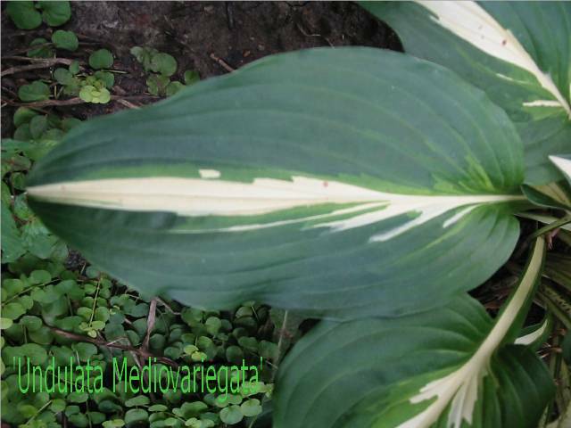 This Undulata has always had very narrow centers [which was why I bought it] - it looked more normal than it ever had last year so it found a new home with the gal who cuts my hair. She had just discovered the joys of hosta.