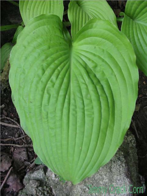 Jimmy Crack Corn looked fantastic in 2005. Next spring it was no more. [I think the neighborhood cats made use of that spot - another hosta went missing there too.] I did replace JCC last year.