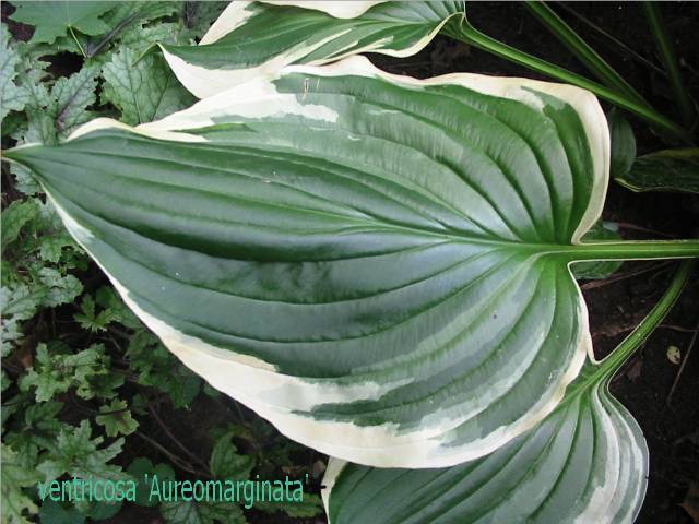 Last summer I moved ventricosa Aureomarginata to a place where it can shine instead of compete with Silk Kimono [and lose].