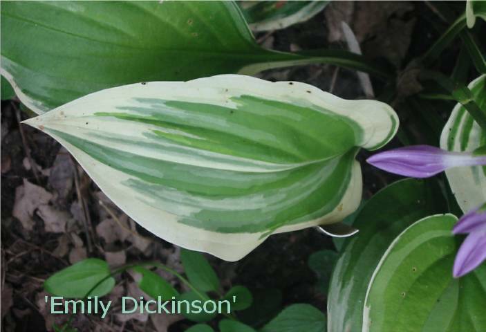 But Emily Dickinson is a little smaller in overall size &amp;amp; leaf size &amp;amp; the variegation is different.