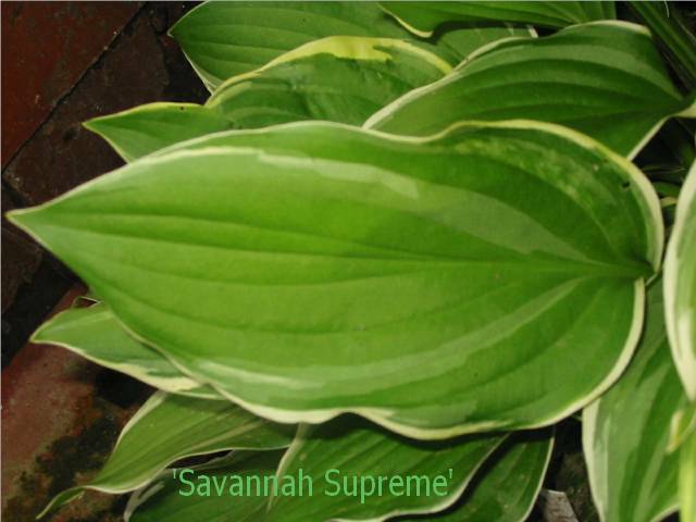 These are some wide streaks on this leaf of Savannah Supreme.