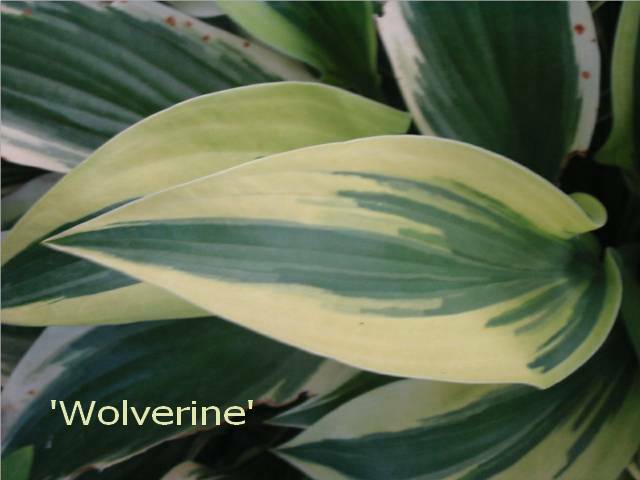 A new Woverine leaf.