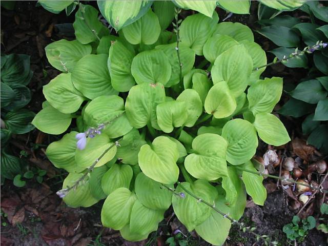 Vanilla Cream is another hosta that always looks good. Mine only gets dappled light on the north side of the crab apple tree.