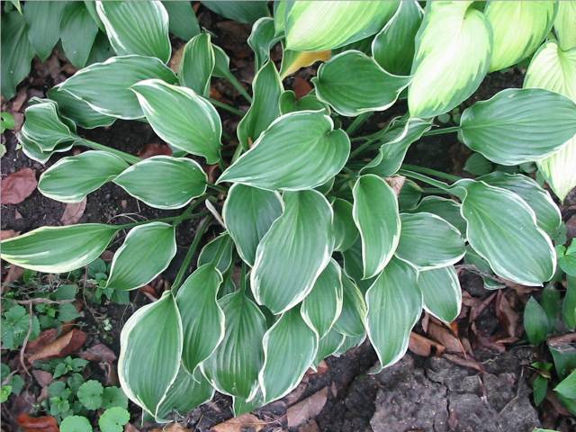 Gay Blade is a nice hosta &amp;amp; by last year mine had definitely outgrown the space it was originally given.