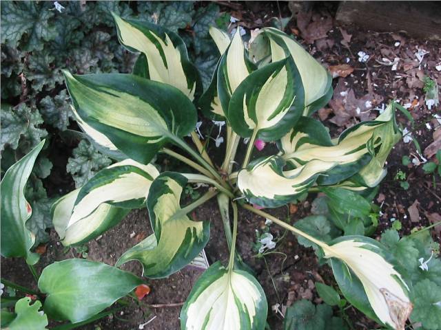 Dancing in the Rain in its 1st full year in my garden.