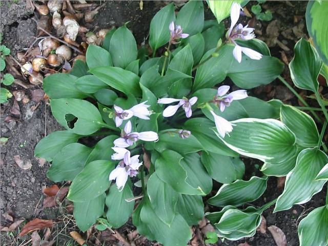 Sparkling Burgundy was a favorite late nite snack of a cutworm or 2 in 2005..... I always enjoy its blooms.