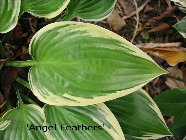 Angel Feathers is one of those names that makes me wonder......it's a nice name &amp;amp; a nice hosta, but what the heck it has to do with angel feathers is beyond me...