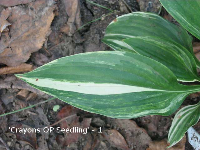 Some of the leaves were more streaked than others in 2005. Last year I moved it to a sunnier location &amp;amp; it was MUCH more streaked. Can't wait to see it this year!!