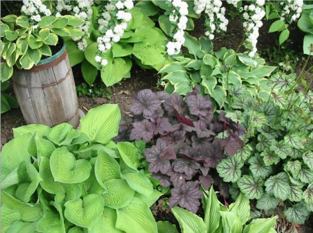 Another view of the same group of hostas &amp;amp; heucheras.