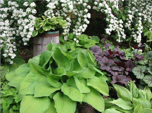 August Moon is in the rear center on the right of the keg; Warwick Edge is in the keg; September Sun is front center; White Wall Tire is lower right; Dark Star is just visible behind the purple heuchera.