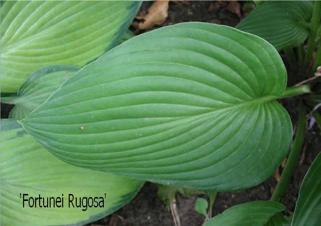 Fortunei Rugosa found a new home last summer so it won't overwhelm the hostas around it.