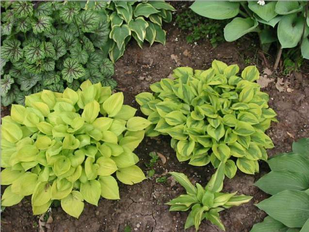 Amber Tiara, Grand Tiara, &amp;amp; a the Crayons OP seedling I showed leaves of from 2005.