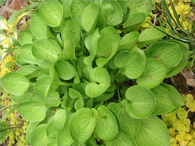 I moved Teaspoon to a spot where it won't scald every summer. It did grow well in this location - it just got more sun than it could handle.