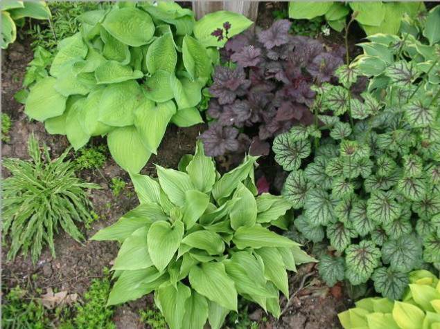 A closer look at White Wall Tire. The Heucheras are Amethyst Mist &amp;amp; Green Spice.