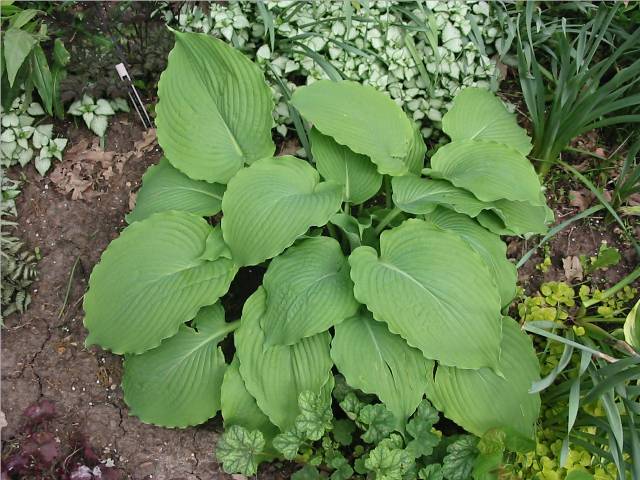 Green Piecrust looked so good in the spring &amp;amp; after all of the heat last summer its leaves looked like they'd been burned off with a blowtorch...