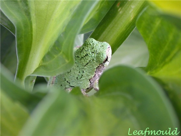 Grey tree frog on Striptease.JPG