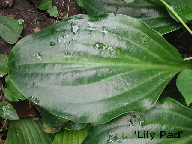 I love Lily Pad's leaves &amp;amp; form - but it sure isn't easy to find a spot where it looks good - hopefully I'll figure out where to put it this year.