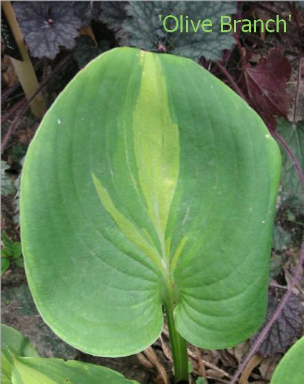 An interesting center pattern on an Olive Branch leaf.