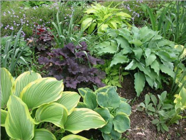 I love this grouping - montana Aureomarginata in the lower left, Pizzazz to its right, then Elvis Lives &amp;amp; Spritzer behind EL; Heuchera Frosted Violet is behind Pizzazz.