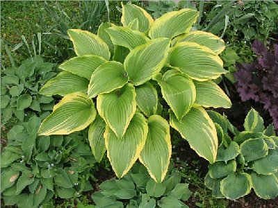 H. montana Aureomarginata is bordered by a crescent-shaped grouping of Pacific Blue Edger [6 clumps from 3 plants divided in 1/2 when they were planted in 2003] at the circular east end of this garden.