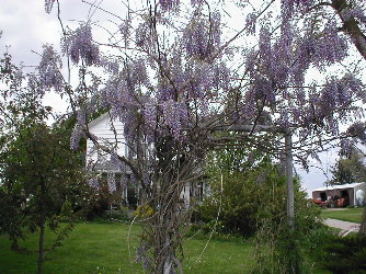 Here's the wisteria in full bloom for the first time, somewhere around 10 years after I planted it