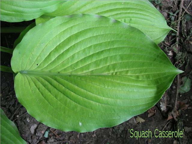 'Squash Casserole' - or is it Squash Covered-Dish??  ;O)